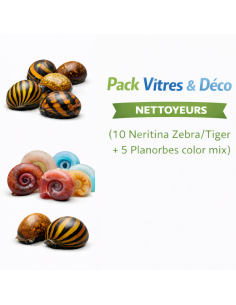 Pack Vitres & Déco (10 Neritina Zebra/Tiger + 5 Planorbes color mix) – Nettoyeurs