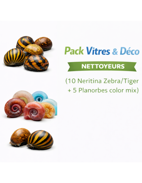 Pack Vitres & Déco (10 Neritina Zebra/Tiger + 5 Planorbes color mix) – Nettoyeurs