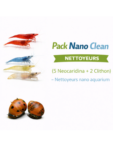 Pack Nano Clean (5 Neocaridina + 2 Clithon) – Nettoyeurs nano aquarium