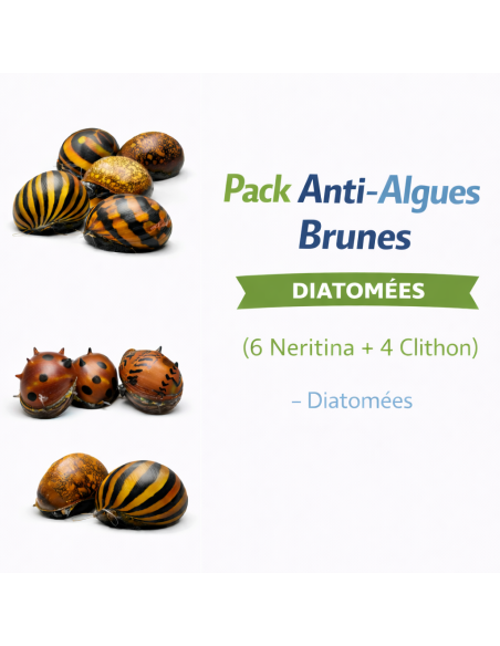 Pack Anti-Algues Brunes (6 Neritina + 4 Clithon) – Diatomées