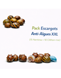 Pack Escargots Anti-Algues XXL (15 Neritina + 10 Clithon mix )