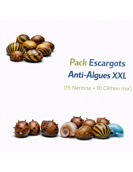 Pack Escargots Anti-Algues XXL (15 Neritina + 10 Clithon mix )
