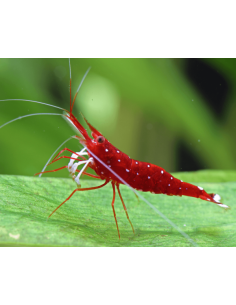 Caridina dennerli (Lake Matano) – Sulawesi 'Matano Blue Dot'