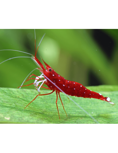 Caridina dennerli (Lake Matano) – Sulawesi 'Matano Blue Dot'