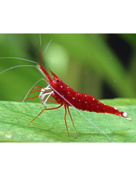 Caridina dennerli (Lake Matano) – Sulawesi 'Matano Blue Dot'