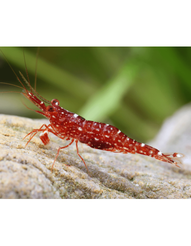 Caridina glaubrechti (Lake Matano) – Sulawesi 'Red Orchid'