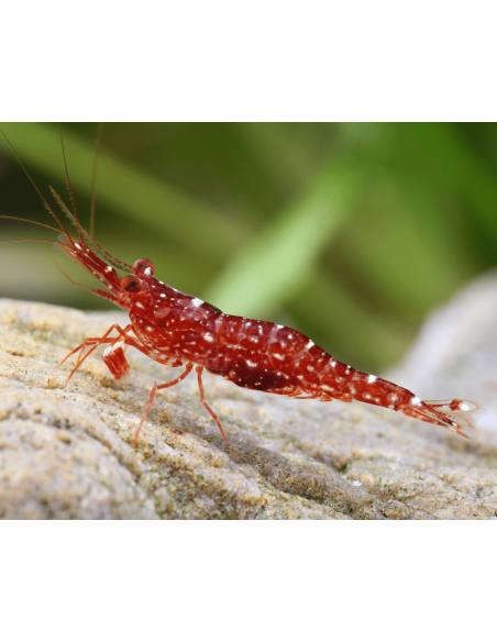 Caridina glaubrechti (Lake Matano) – Sulawesi 'Red Orchid'