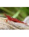 Caridina glaubrechti (Lake Matano) – Sulawesi 'Red Orchid'