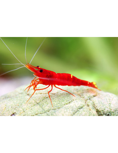 Caridina sp. (Lake Towuti) – Sulawesi 'Blossom Red'