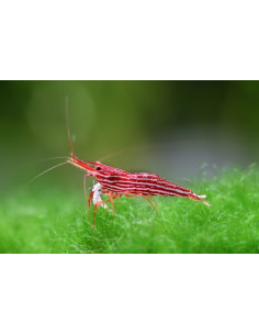 Caridina sp. (Lake Towuti) – Sulawesi 'Malili Red'