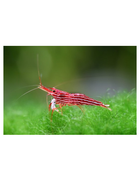 Caridina sp. (Lake Towuti) – Sulawesi 'Malili Red'