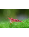 Caridina sp. (Lake Towuti) – Sulawesi 'Malili Red'