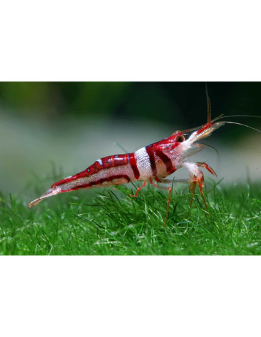 Caridina woltereckae (Lake Towuti) – Sulawesi 'Towuti Beauty'