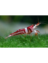 Caridina woltereckae (Lake Towuti) – Sulawesi 'Towuti Beauty'