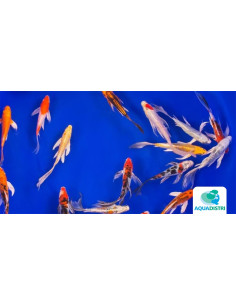 Koi Fantom voile SBS (Cyprinus carpio Koi Fantom Voile) 9-12 Cm