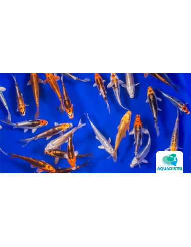 Koi Fantom SBS (Cyprinus carpio Koi Fantom) 20-25 Cm