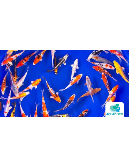 Koi Select SBS (Cyprinus carpio Koi Select) 30-35 Cm