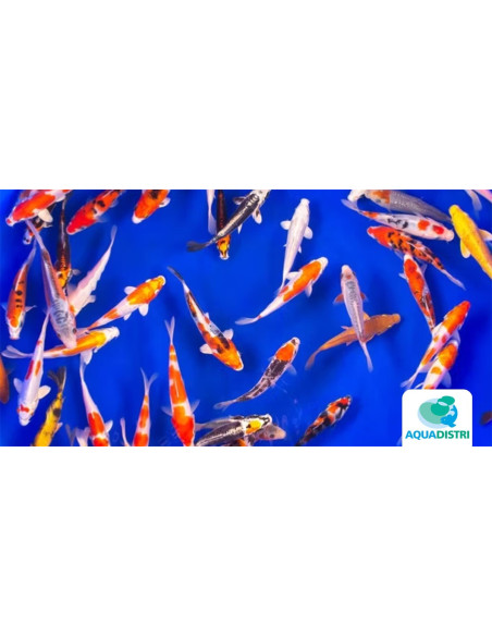 Koi Selection SBS (Cyprinus carpio Koi Selection) 16-20 Cm
