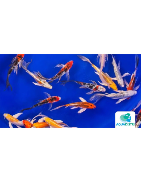 Koi Butterfly Select SBS (Cyprinus carpio Koi Butterfly Select) 20-25 Cm