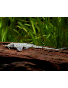 Hemiodontichthys Acipenserinus 10-12cm Wild