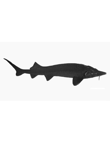 Esturgeon sibérien (Acipenser baerii) 25-30 Cm