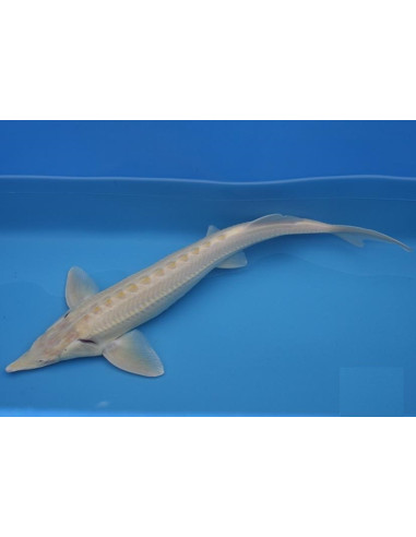 Est Albino 25-30 Cm
