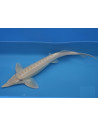 Est Albino 25-30 Cm