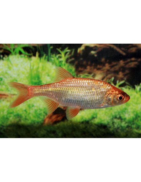 Gardon rouge (Scardinius erythrophthalmus) 7-10 Cm