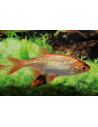 Gardon rouge (Scardinius erythrophthalmus) 7-10 Cm