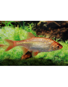 Gardon rouge (Scardinius erythrophthalmus) 12-15 Cm