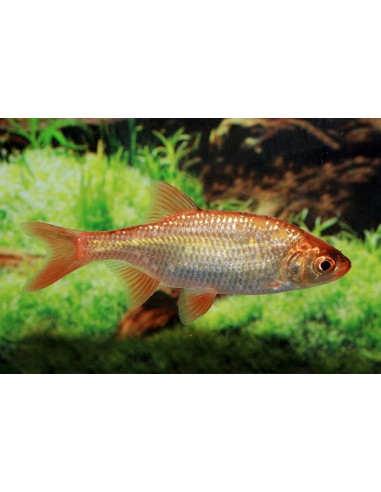 Gardon rouge (Scardinius erythrophthalmus) 12-15 Cm