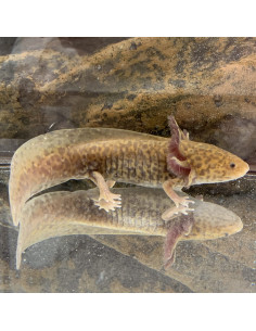 Axolotl Copper 9-11 Cm