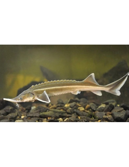 Esturgeon sterlet (Acipenser ruthenus) 30-35 Cm