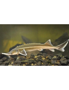 Esturgeon sterlet (Acipenser ruthenus) 35-40 Cm