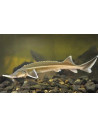 Esturgeon sterlet (Acipenser ruthenus) 35-40 Cm