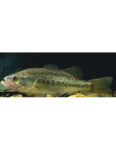 Black Bass 7 cm
