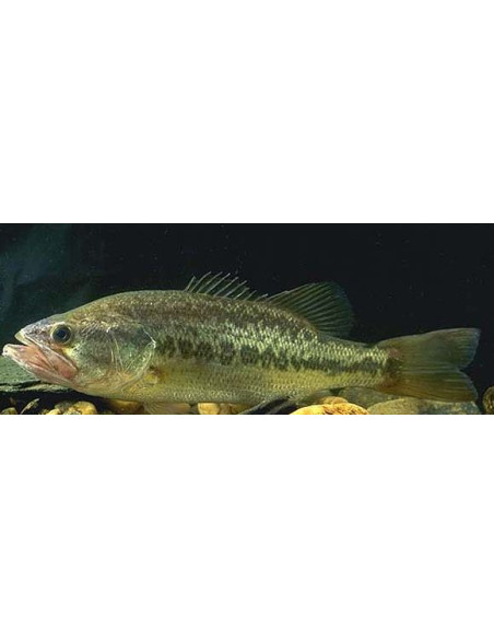 Black Bass 7 cm