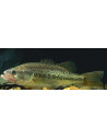 Black Bass 7 cm