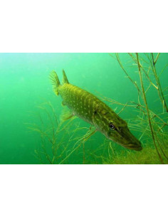 brochet  20-25cm