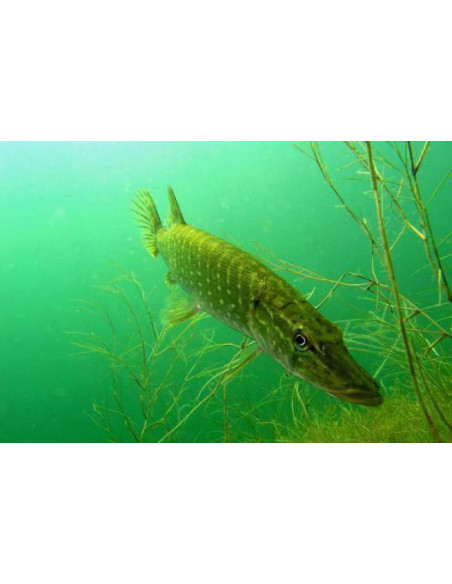 brochet  20-25cm