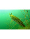 brochet  20-25cm