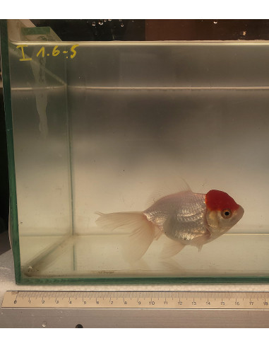 Voile de Chine Spec Premium 11
