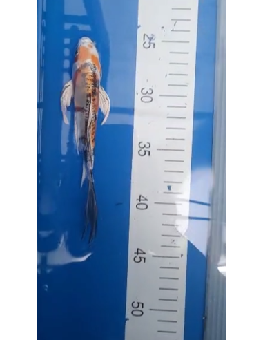 Koi voilé 16-20cm 2
