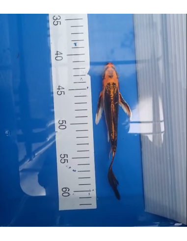Koi voilé 16-20cm 4