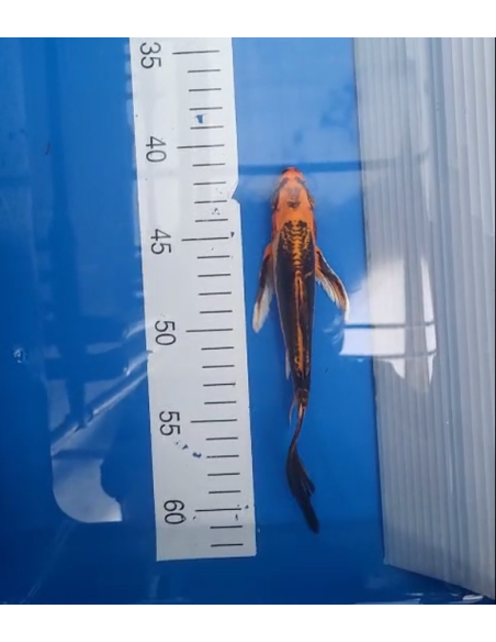 Koi voilé 16-20cm 4