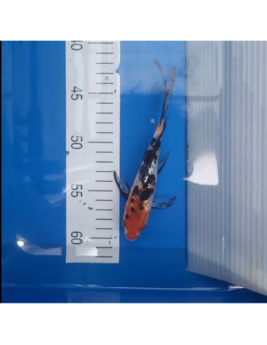 Koi voilé 16-20cm 5