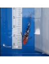 Koi voilé 16-20cm 5