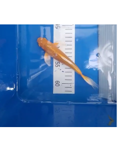 Koi voilé 16-20cm 6