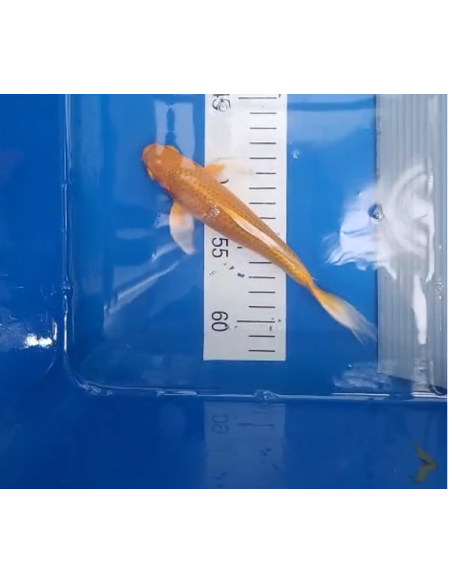 Koi voilé 16-20cm 6