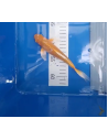 Koi voilé 16-20cm 6